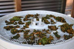 Nacho kale chips in a food dehydrator